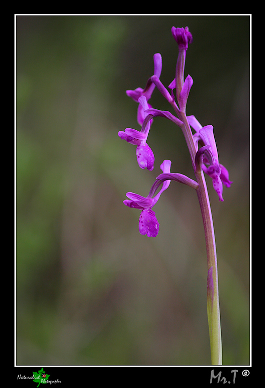 Orchis longicornu?